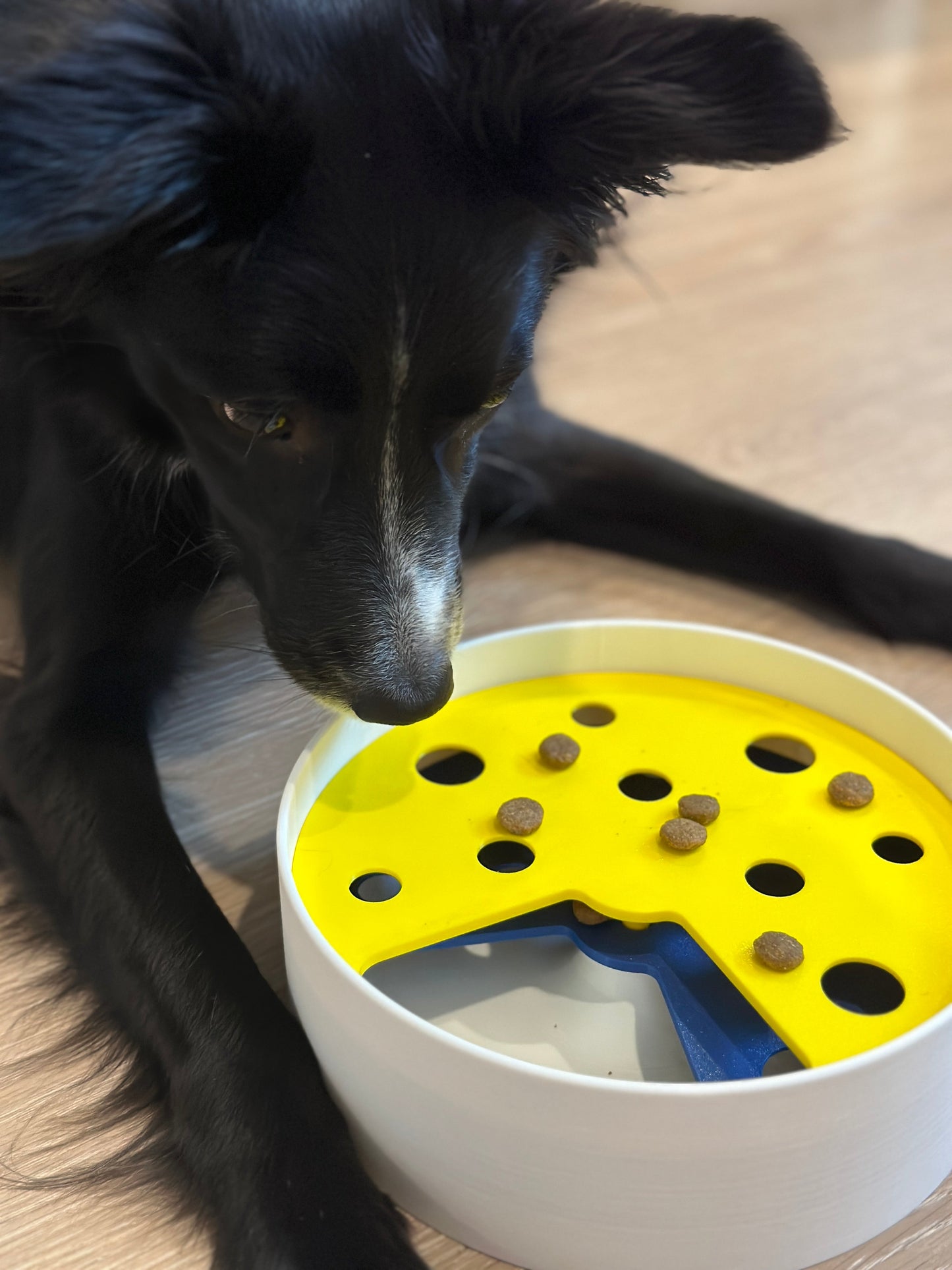 Spinning Dog Feeding Dish - Advanced - Digital Files/STL